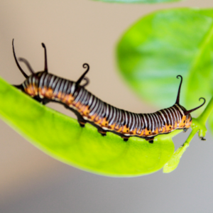 Image of caterpillar on a leaf.