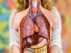 Model of inside of human body - heart, lungs, intestines.